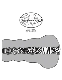 Lovetoy - Stroker Masturbator Alien's Pie 2 - Donkere Huidskleur -Cock & Ball Toys winkel Lovetoy Stroker Masturbator ALIENS PIE 2 donkere huidskleur 10