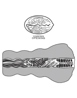 Lovetoy - Stroker Masturbator Alien's Pie 3 - Lichte Huidskleur 19 Lovetoy - Stroker Masturbator Alien's Pie 3 - Lichte Huidskleur -Cock & Ball Toys winkel Lovetoy Stroker Masturbator ALIENS PIE 3 lichte huidskleur 10